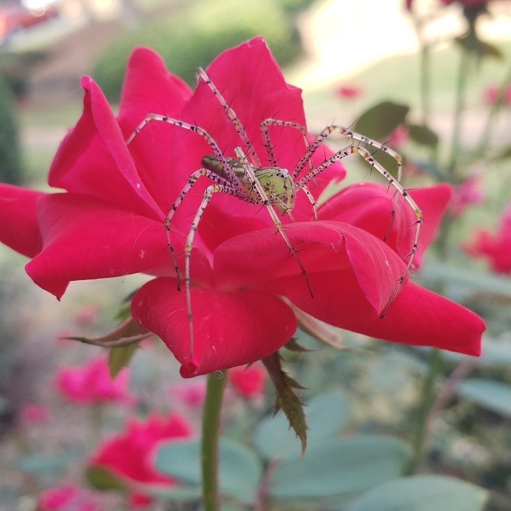 Meet your Posher, Jordan